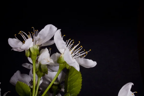 Weiße Frühlingsapfelblume Auf Schwarzem Hintergrund — Stockfoto