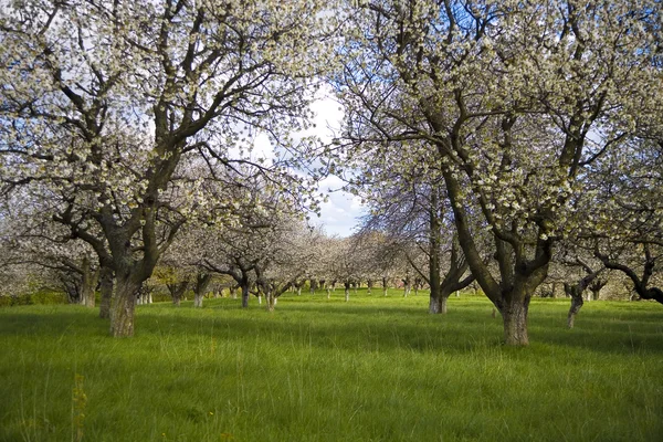 Jardin Cerisier Pomme Fleur Blanche Printemps — Photo