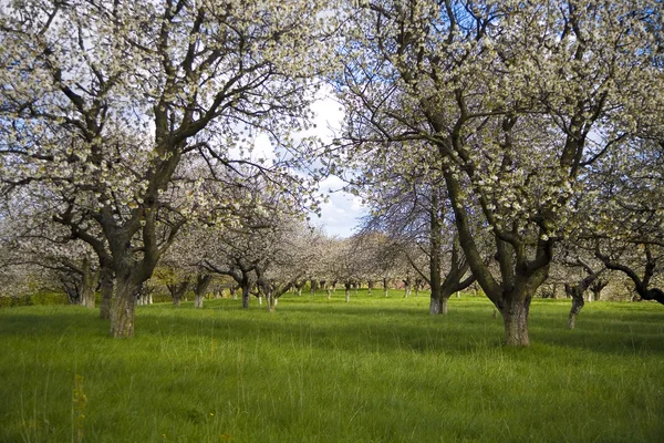 Apple Wiśniowe Drzewo Ogród Biały Kwiat Wiosnę — Zdjęcie stockowe