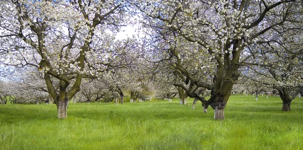 Manzano Jardín Cerezo Flor Blanca Primavera — Foto de Stock