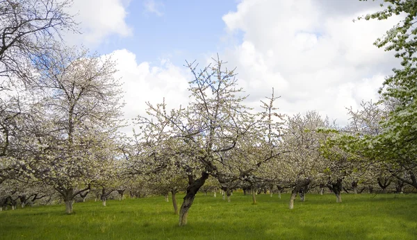 Apfelkirschbaumgarten Weißer Blume Frühling — Stockfoto