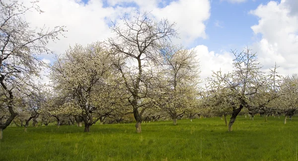 Apple Cherry Tree Garden White Flower Spring — Stock Photo, Image