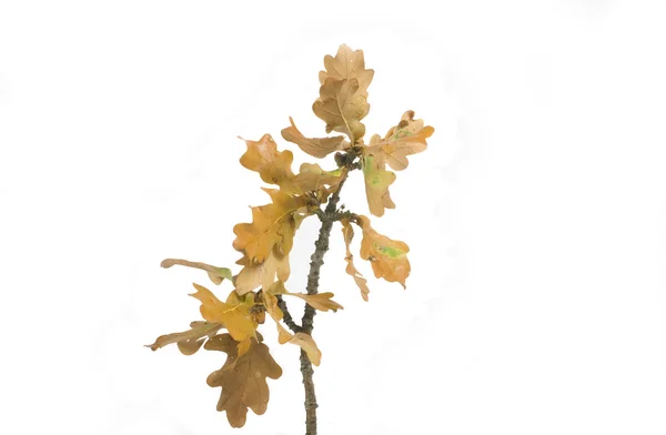 Золотой Зеленый Осенний Лист Белом Фоне — стоковое фото