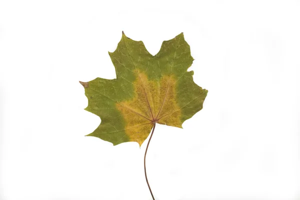 Guld Och Gröna Höst Blad Vit Bakgrund — Stockfoto