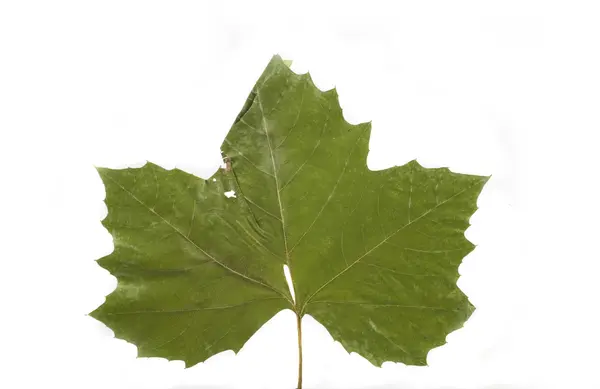 Zlatý Zelený Podzimní List Bílém Pozadí — Stock fotografie