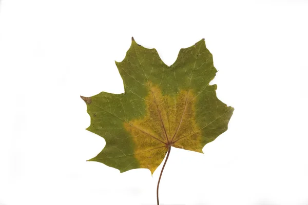 Vert Feuille Automne Sur Fond Blanc — Photo