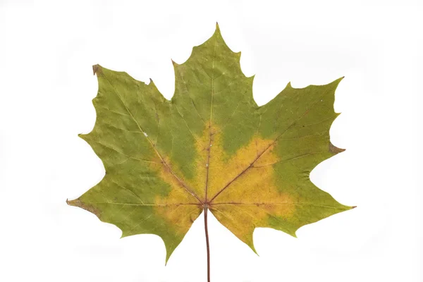 Gold Green Autumn Leaf White Background — Stock Photo, Image