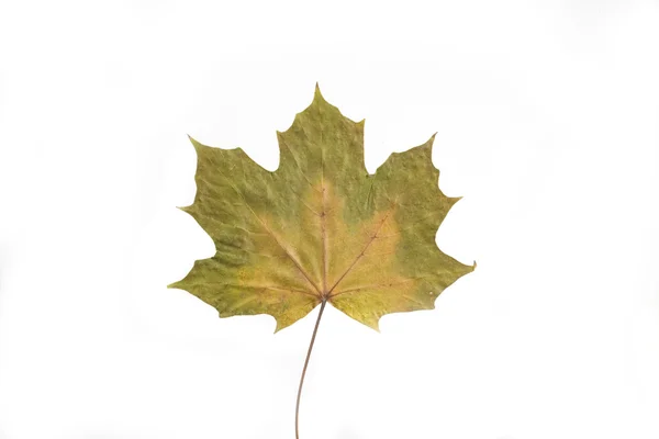 Guld Och Gröna Höst Blad Vit Bakgrund — Stockfoto