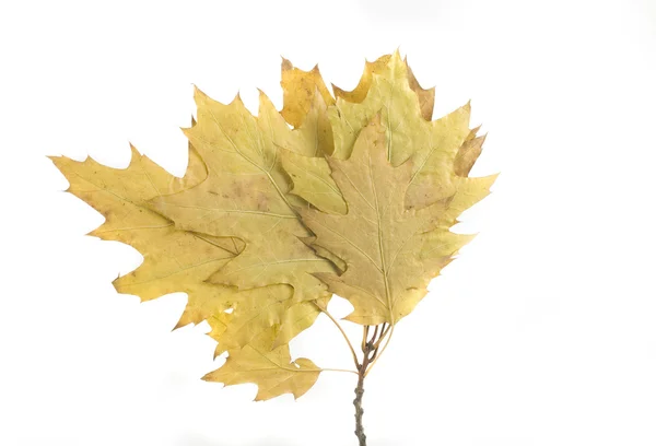Zlatý Zelený Podzimní List Bílém Pozadí — Stock fotografie