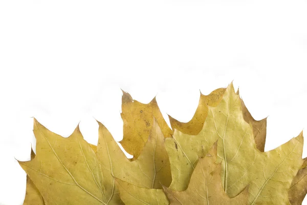 Foglia Autunno Oro Verde Sfondo Bianco — Foto Stock