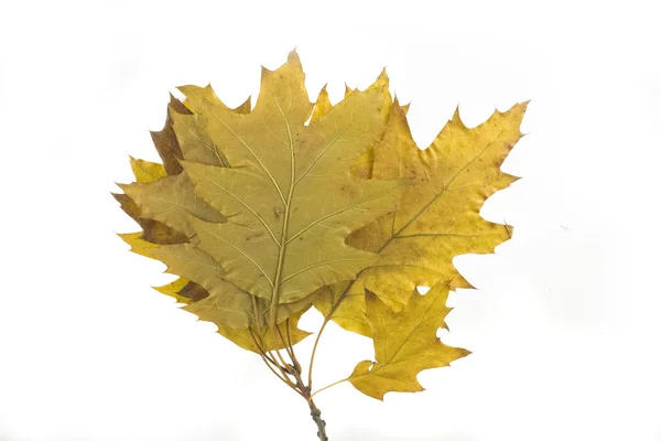 Złote Zielone Jesień Liść Białym Tle — Zdjęcie stockowe