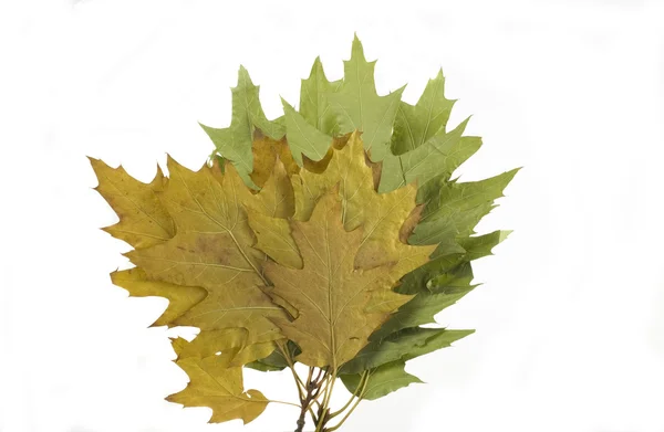 白い背景の金と緑の秋の葉 — ストック写真
