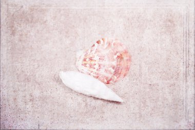 küçük beyaz kabuk bej kum zemin üzerine  