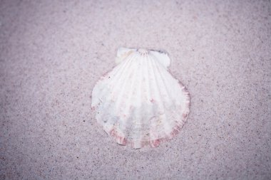küçük beyaz kabuk bej kum zemin üzerine  