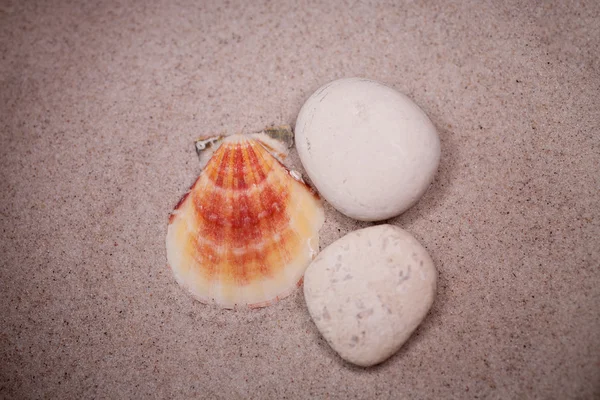 Kleine Weiße Muschel Auf Beigem Sand Hintergrund — Stockfoto