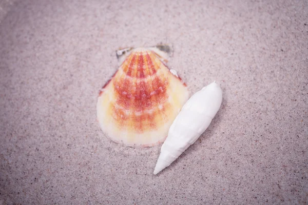 Petite Coquille Blanche Sur Fond Sable Beige — Photo