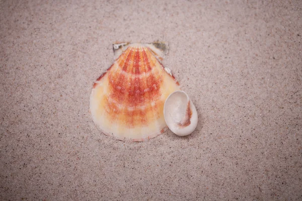 Petite Coquille Blanche Sur Fond Sable Beige — Photo