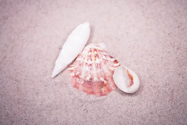 Kleine Weiße Muschel Auf Beigem Sand Hintergrund — Stockfoto