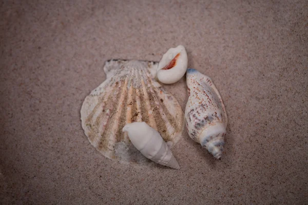 Kleine Witte Schelp Beige Zand Achtergrond — Stockfoto