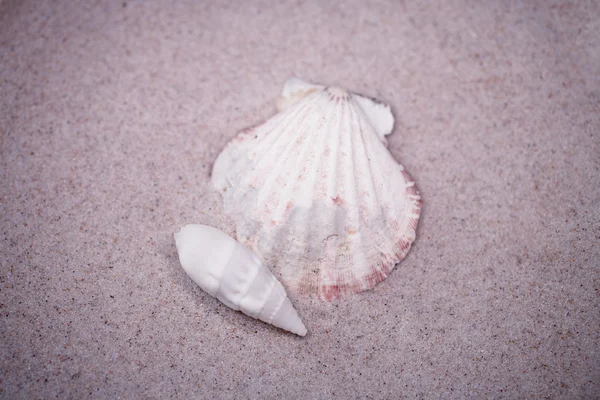 Petite Coquille Blanche Sur Fond Sable Beige — Photo