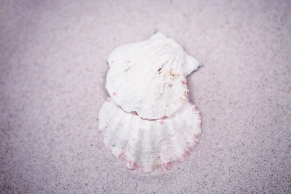 米色沙子背景的小白色壳 — 图库照片