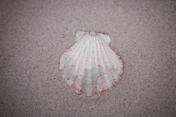 Kleine Weiße Muschel Auf Beigem Sand Hintergrund — Stockfoto