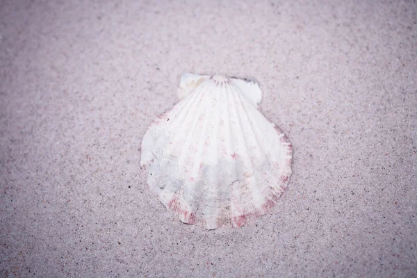 Kleine Weiße Muschel Auf Beigem Sand Hintergrund — Stockfoto