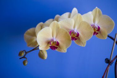 Sarı ve pembe orkide cins mavi arka plan