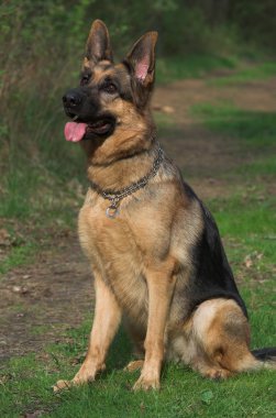 dışarıda oturan sevimli köpek closeup görünümü