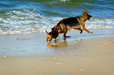 Dachshund ve Alman çoban Polonya kum plaj kıyısında