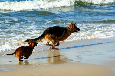 Dachshund ve Alman çoban Polonya kum plaj kıyısında