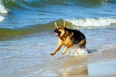Alman çoban Polonya kum plaj kıyısında