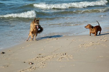 Dachshund ve Alman çoban Polonya kum plaj kıyısında