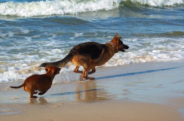sahilde eğlenen iki köpek