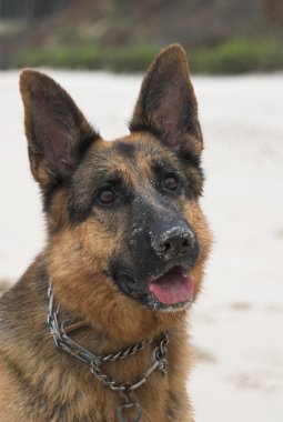 dışında oynamak komik köpek