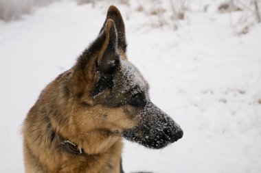 Alman çoban Polonya kum plaj kıyısında
