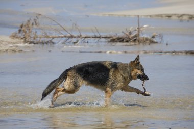 köpek Alman çoban oyun sahilde