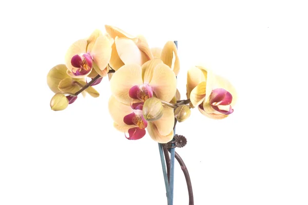 Orquídea Flor Laranja Amarela Fundo Branco — Fotografia de Stock