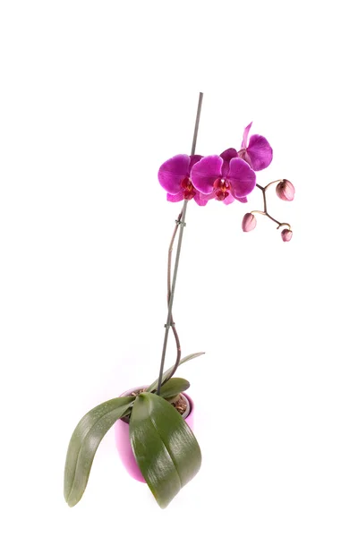 Belle Orchidée Fleur Violette Sur Fond Blanc — Photo