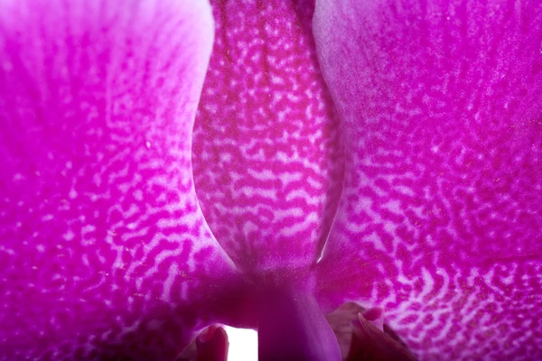 Vista Cerca Flor Exótica Orquídea — Foto de Stock