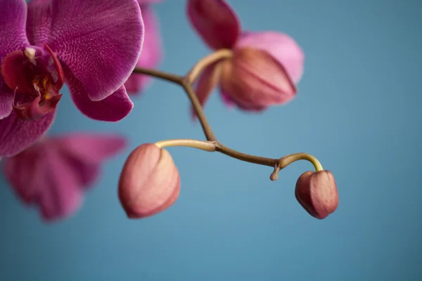 Vista Hermosa Flor Orquídea — Foto de Stock