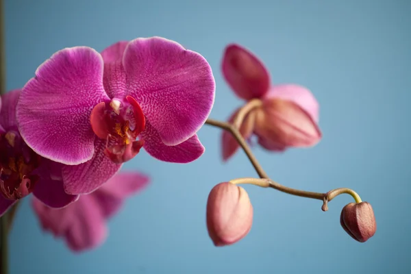 Vista Hermosa Flor Orquídea — Foto de Stock
