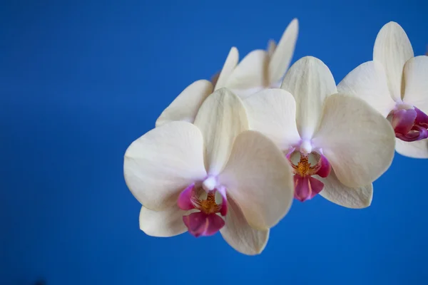 Vista Hermosa Flor Orquídea — Foto de Stock