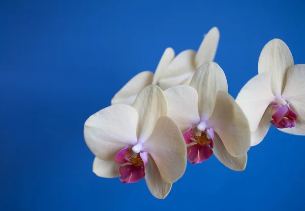 Vista Hermosa Flor Orquídea —  Fotos de Stock