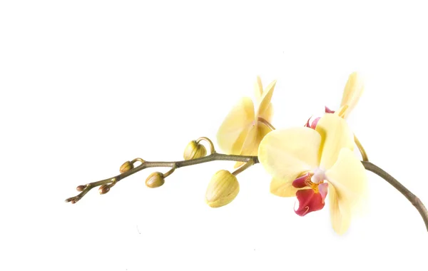 Fehér Háttér Sárga Narancs Virág Orchidea — Stock Fotó