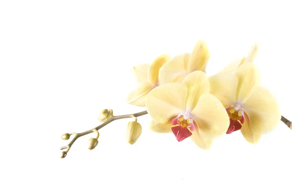 Orquídea Flor Laranja Amarela Fundo Branco — Fotografia de Stock