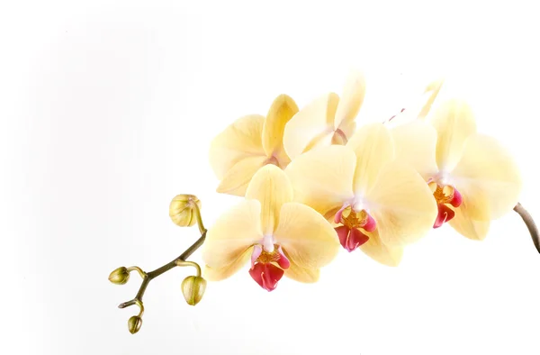 Orquídea Flor Naranja Amarilla Sobre Fondo Blanco — Foto de Stock