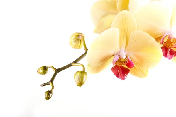 Orquídea Flor Naranja Amarilla Sobre Fondo Blanco — Foto de Stock
