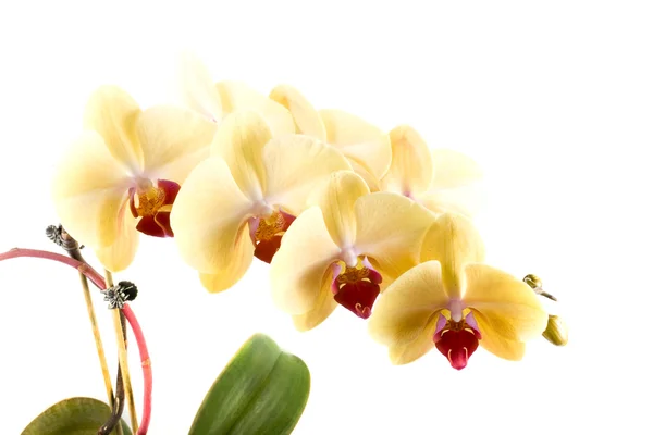 Orquídea Flor Naranja Amarilla Sobre Fondo Blanco —  Fotos de Stock