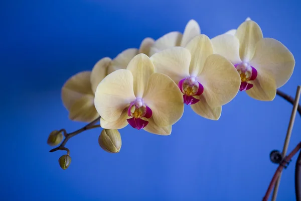 Orquídea Amarilla Rosa Sobre Fondo Azul —  Fotos de Stock